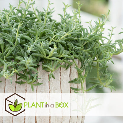  Plant In A Box - Senecio Peregrinus - Set Van 2 Hangplanten - Kamerplant - Dolfijnenplant - Pot 12cm - Hoogte 10-20cm