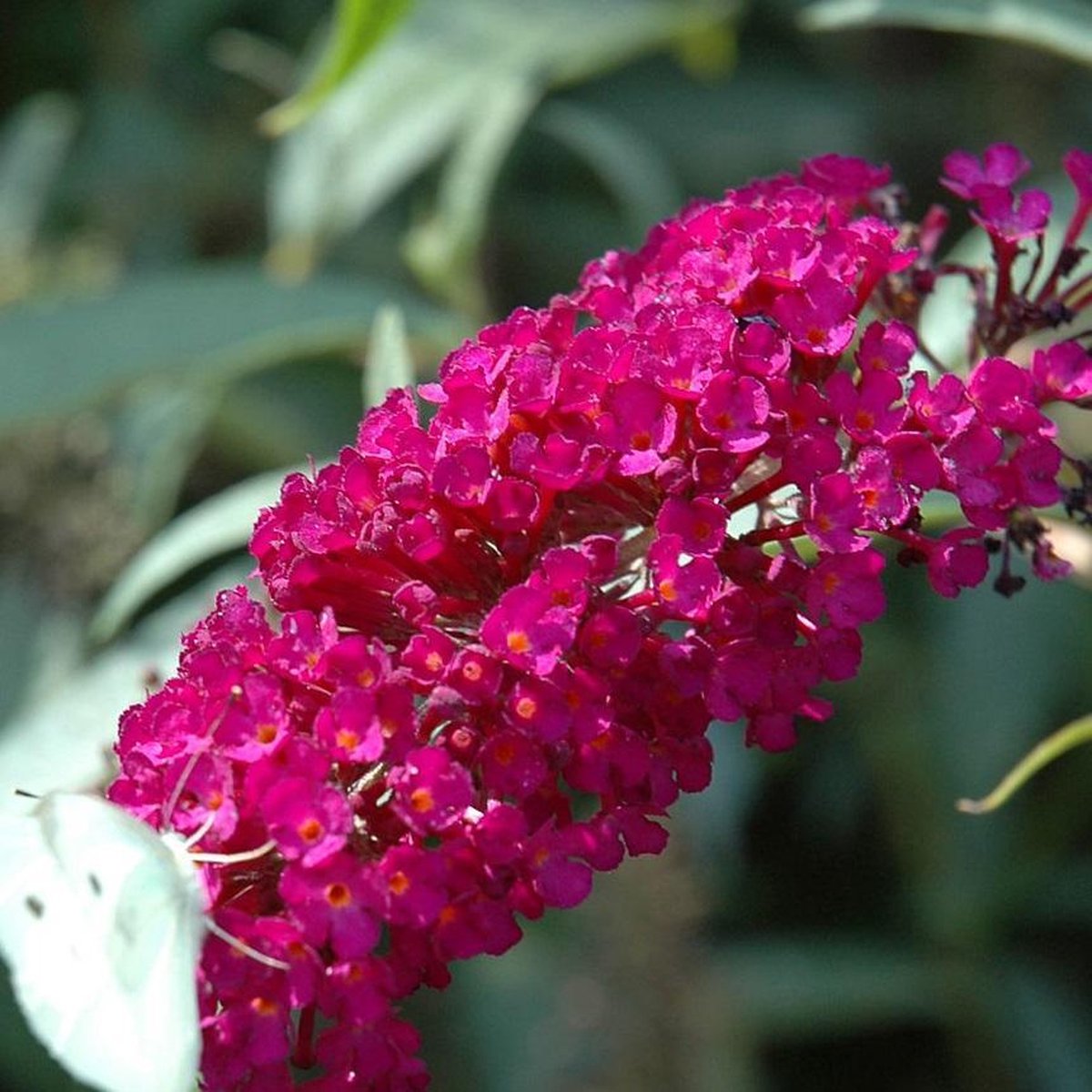  3 X Vlinderstruik Buddleja: Davidii 'Royal Red'/'White Profusion'/'Empire Blue' - Rood/Wit/Blauw, Meerjarig En Winterhard - Set Van 3 Vlinderstruiken / Vlinderplant | 3 X 1.5 Liter Potten - Aantrekkelijk Voor De Vlinder