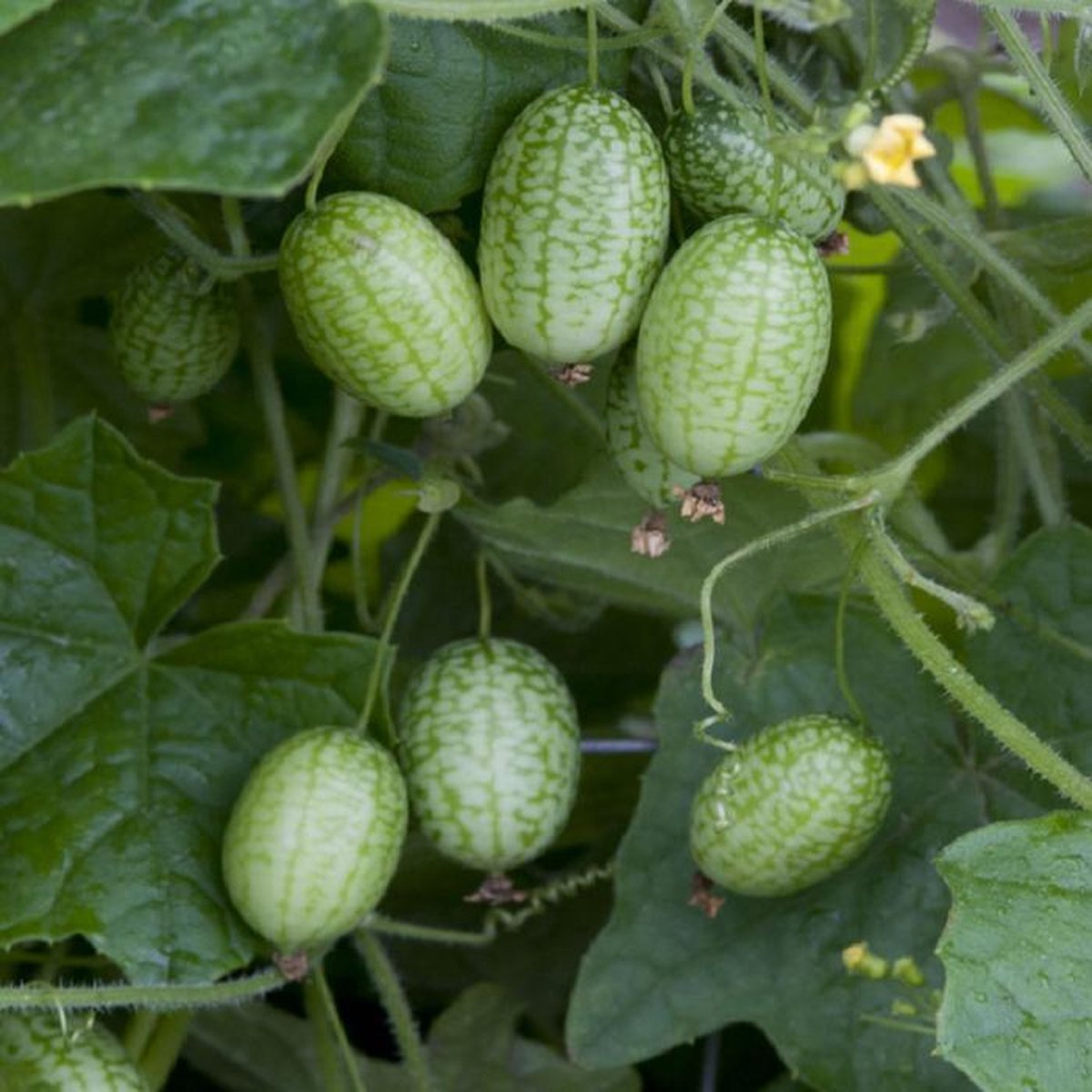  Cucameloen Mexicaanse Komkommer - Talrijke Vruchtjes, Zo Groot Als Een Druif
