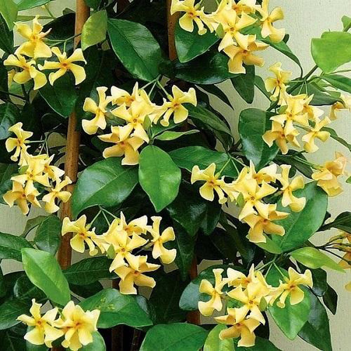  3 X Toscaanse Jasmijn Gemengd (3 Halen, 2 Betalen!) - Mix Geel, Wit En Roze Jasmijn Plant | Groenblijvend/Wintergroen En Winterhard - Klimplanten - Goed Voor 1 Strekkende Meter Haag Met Bloemen | 3 X 1,5 Liter Pot - Te Combineren Met Rozen In Klimrek