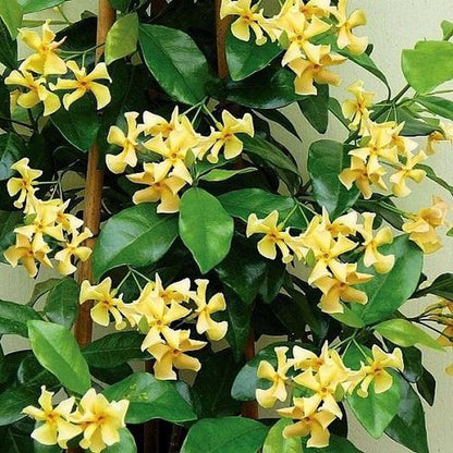  3 X Toscaanse Jasmijn Gemengd (3 Halen, 2 Betalen!) - Mix Geel, Wit En Roze Jasmijn Plant | Groenblijvend/Wintergroen En Winterhard - Klimplanten - Goed Voor 1 Strekkende Meter Haag Met Bloemen | 3 X 1,5 Liter Pot - Te Combineren Met Rozen In Klimrek