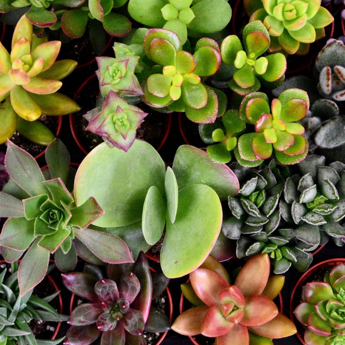  ZynesFlora - Mini Succulenten Mix - 30 Stuks - Ø 5,5 Cm - Hoogte: 5-10 Cm - Vetplanten - Kamerplant