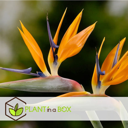  Plant In A Box - Strelitzia Reginea - Set Van 2 - Tropische Kamerplant - Paradijsvogelbloem - Pot 9cm - Hoogte 25-40cm
