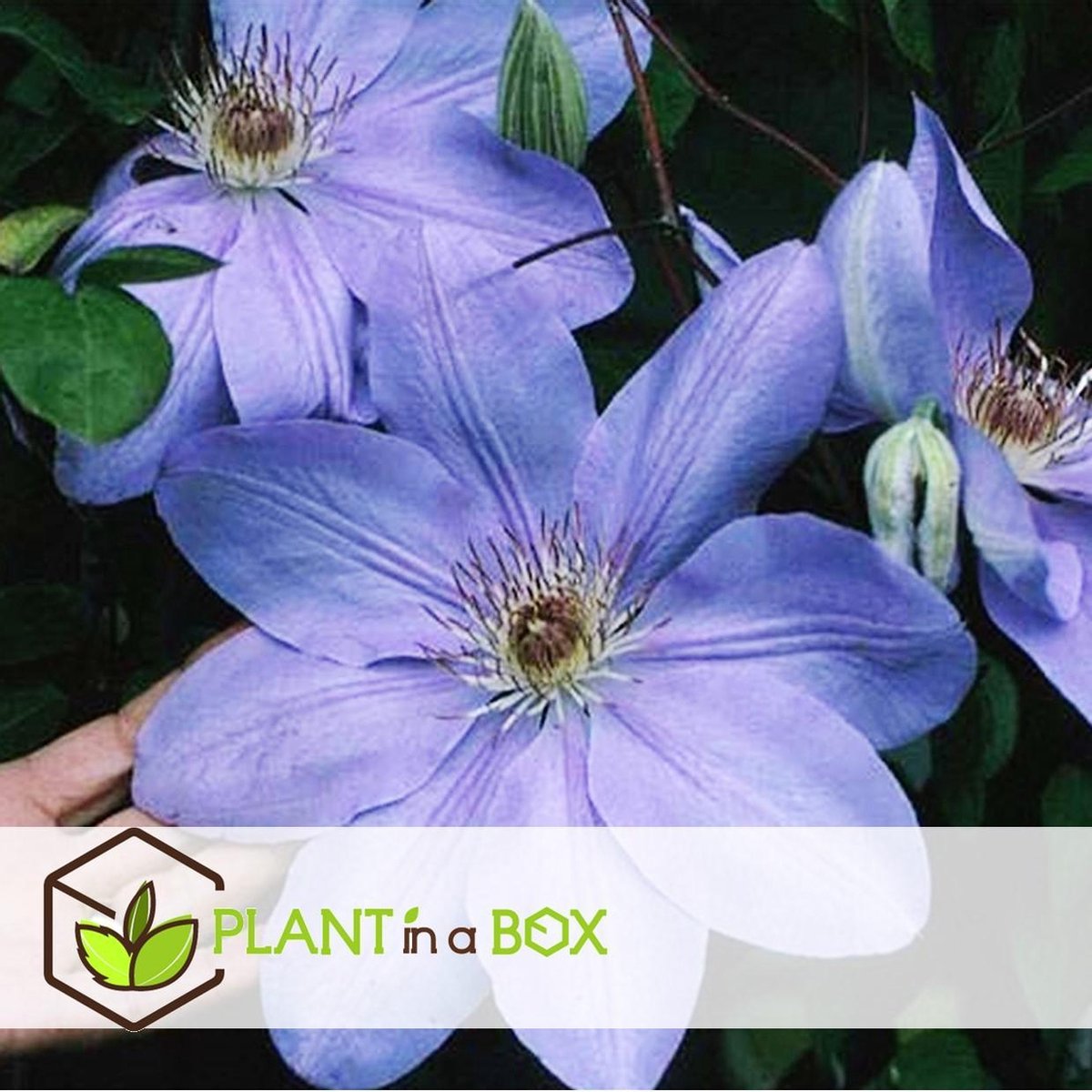  Plant In A Box - Mix Van 3 Clematis - Clematis Hybrid 'Mme Le Coultre', 'Hagley Hybrid', 'Polish Spirit' - Pot 9cm - Hoogte 25-40cm
