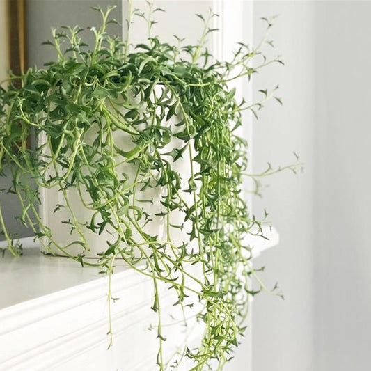  Plant In A Box - Senecio Peregrinus - Set Van 2 Hangplanten - Kamerplant - Dolfijnenplant - Pot 12cm - Hoogte 10-20cm