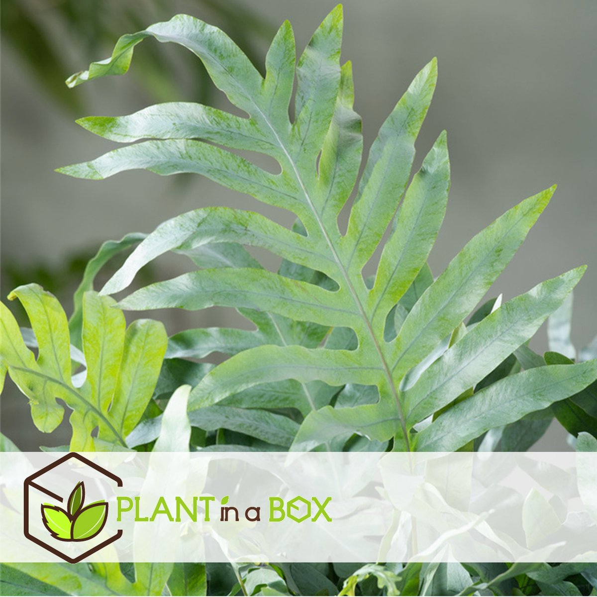  Plant In A Box - Phlebodium Aureum 'Blue Star' - Gemakkelijk Te Verzorgen Blauwvaren - Pot 17cm - Hoogte 40-50cm