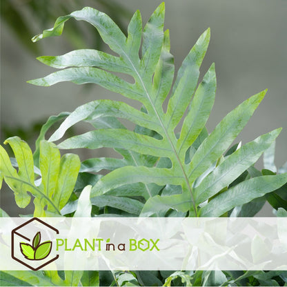  Plant In A Box - Phlebodium Aureum 'Blue Star' - Gemakkelijk Te Verzorgen Blauwvaren - Pot 17cm - Hoogte 40-50cm