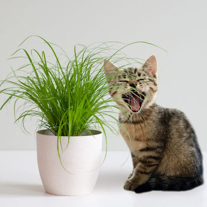 Merkloos ZynesFlora - Cyperus - Kattengras - 2 Stuks - Ø 12 Cm - Hoogte: 25-30 Cm - Kamerplant