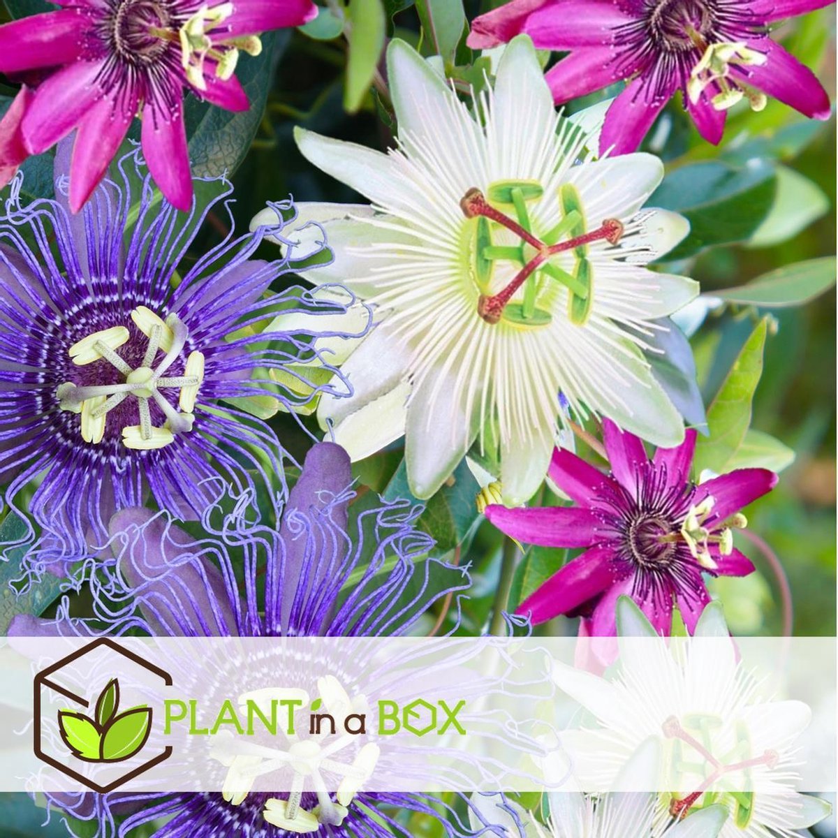  Plant In A Box - Mix Van 3 Passiflora Edulis - Passievrucht - Klimplant - Pot 9cm - Hoogte 25-40cm