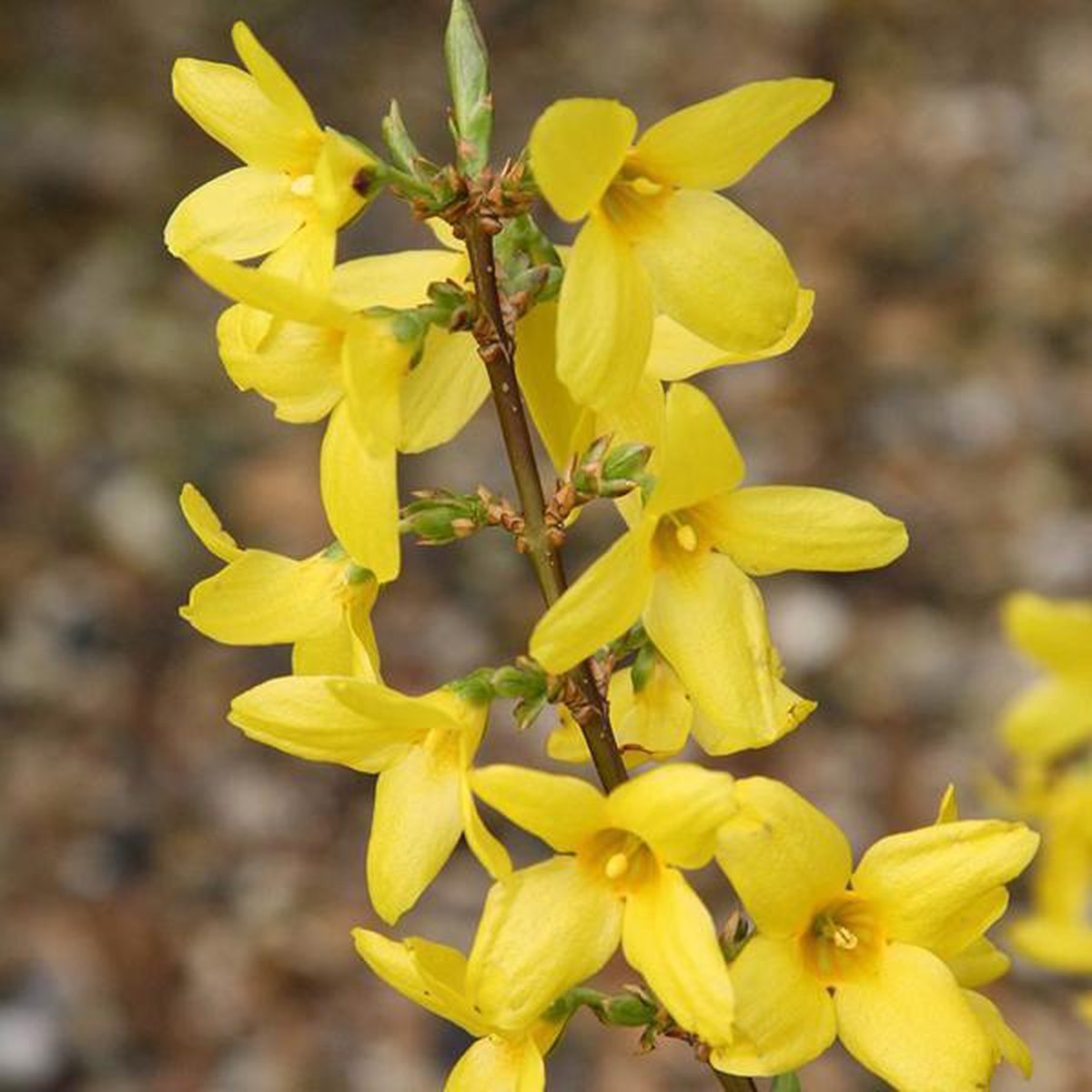  Forsythia Intermedia 'Lynwood' - Chinees Klokje 50-60 Cm In Pot