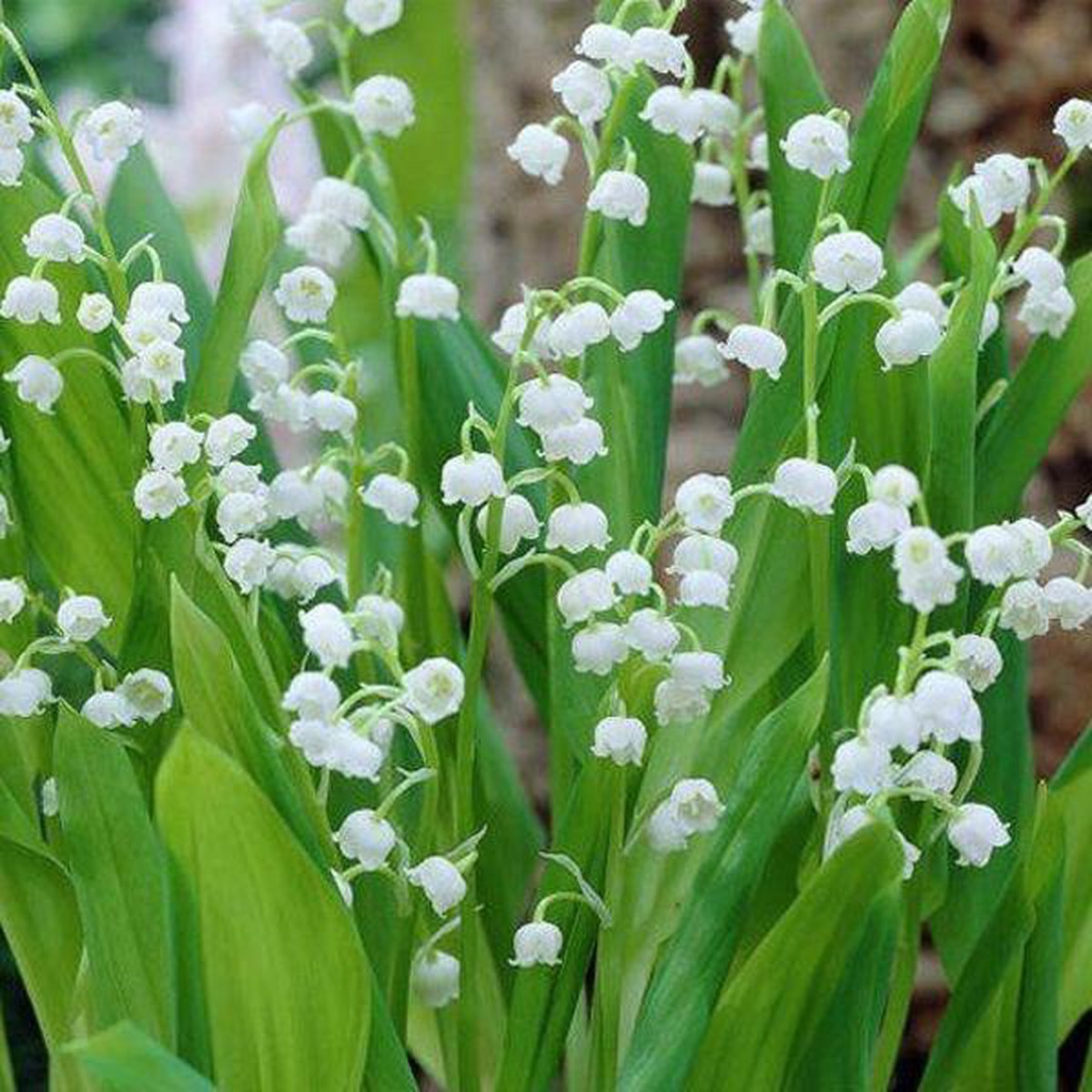  Convallaria Majalis - 10 Planten - Lelietje Van Dalen - Meiklokje - Winterhard - Garden Select
