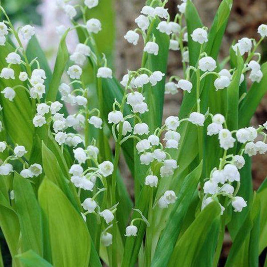  Convallaria Majalis - 10 Planten - Lelietje Van Dalen - Meiklokje - Winterhard - Garden Select