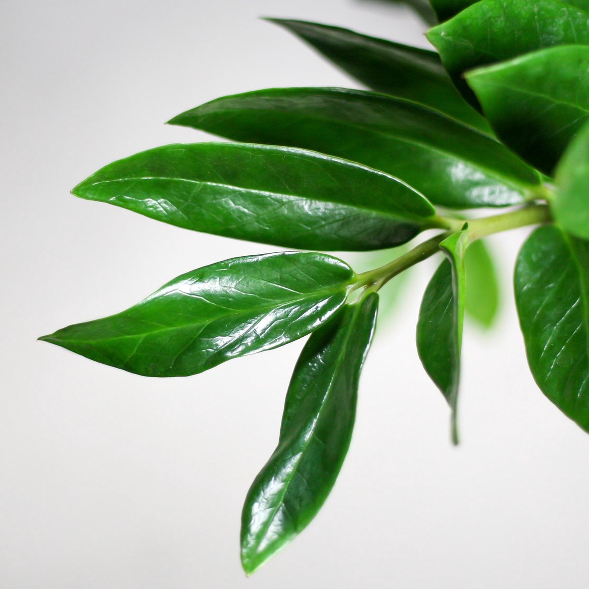  Zamioculcas Zamiifolia | Groene Kamerplant | Palm | Pot 21cm | Hoogte 75 Cm | Geleverd In Kwekerspot