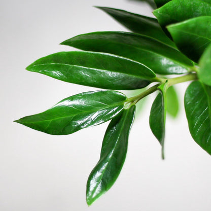  Zamioculcas Zamiifolia | Groene Kamerplant | Palm | Pot 21cm | Hoogte 75 Cm | Geleverd In Kwekerspot