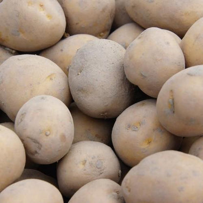 Pootaardappel 'Frieslander', Maat 28/35 - Vroeg Ras - 1kg (25-28st.)