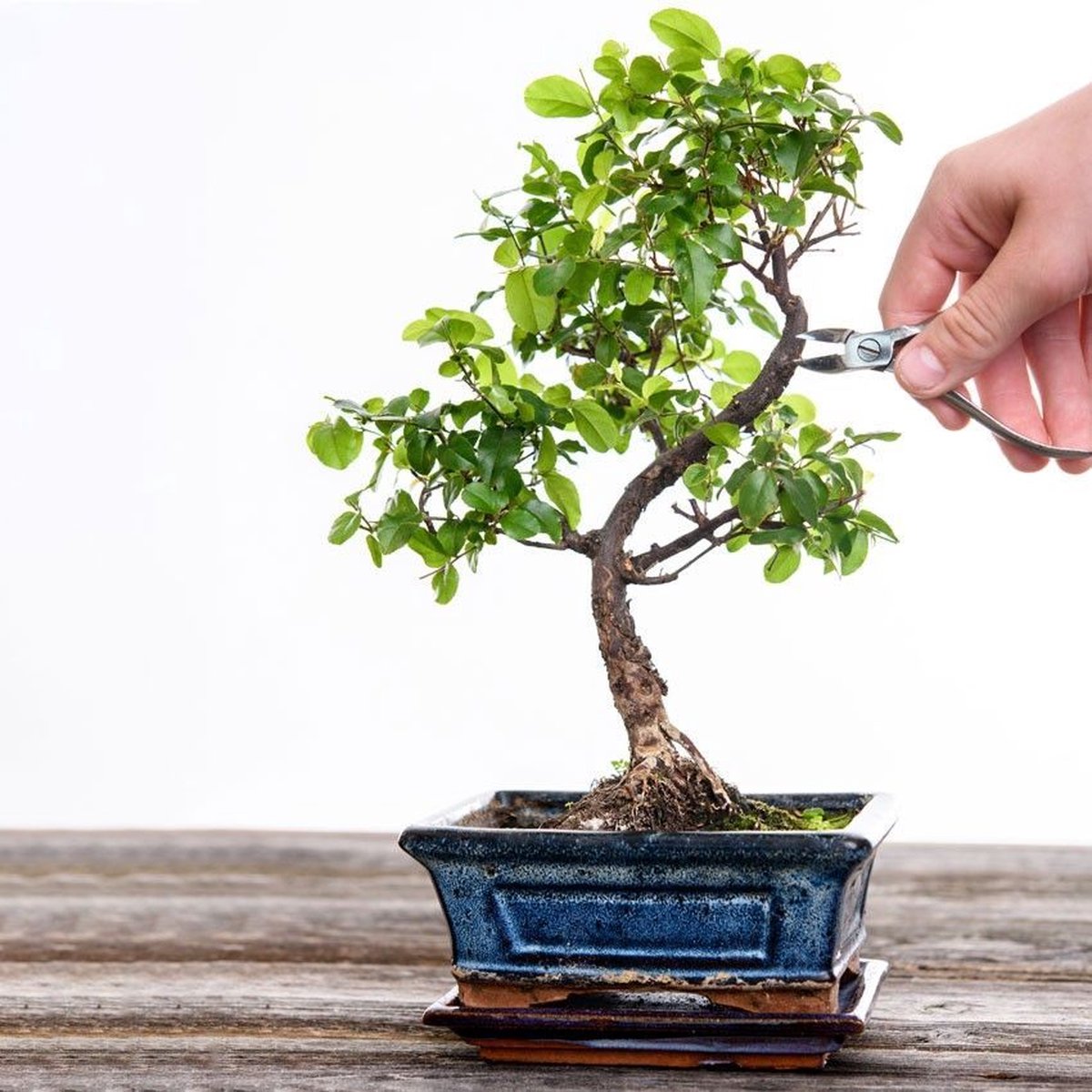  Bonsaiworld Bonsai Boompje - 8 Jaar Oud - Hoogte 25-30 Cm + Bonsai Verzorgingsboekje