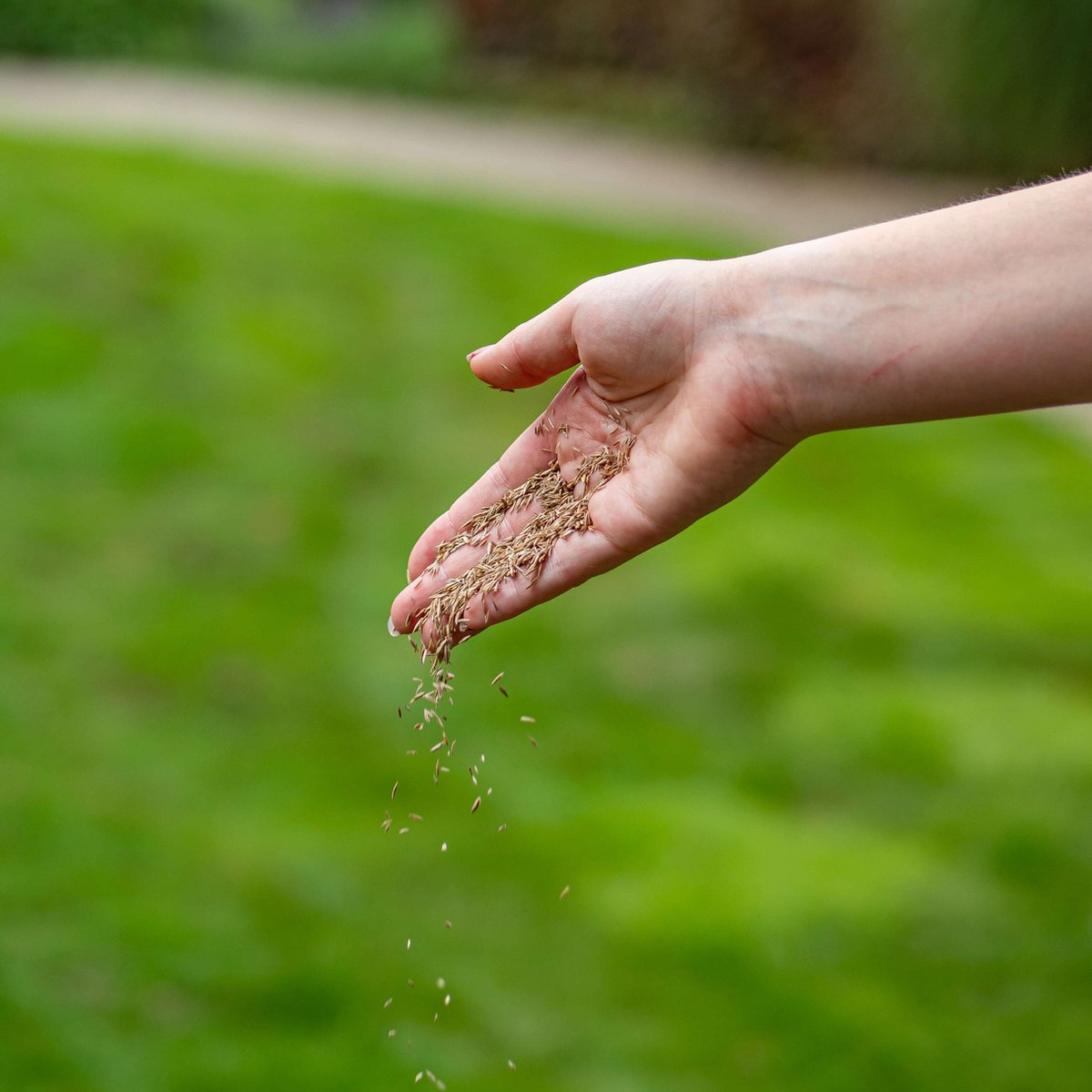  ECOstyle Extra Graszaad Herstel - Inzaaien Van Kale Plekken En Beschadigde Delen - Vogelwerende Coating - Dicht &amp; Sterk Gazon - Kiemt Bij Lage Temperatuur - 4-6 M² - 100 GR
