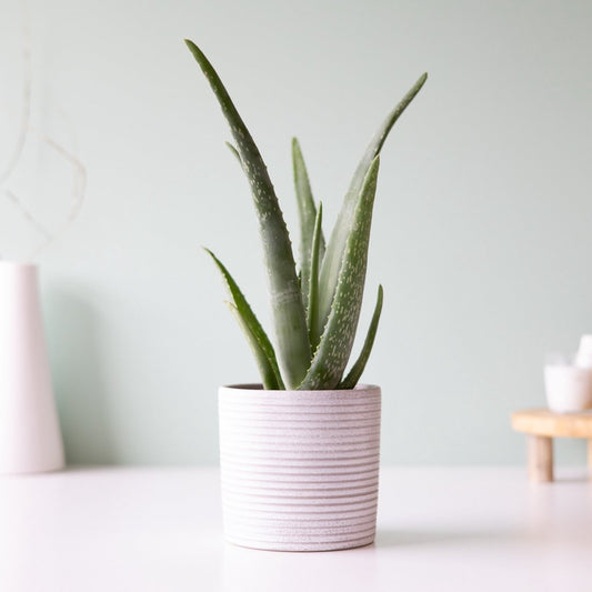  Aloe Vera Plant | Inclusief Biobased Pot | Kamerplanten | Bloompost