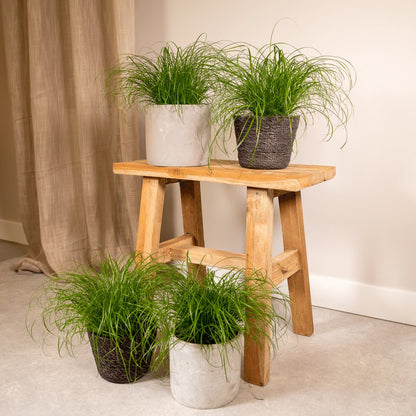  4x Cyperus Alternifolius - Kattengras - 20cm