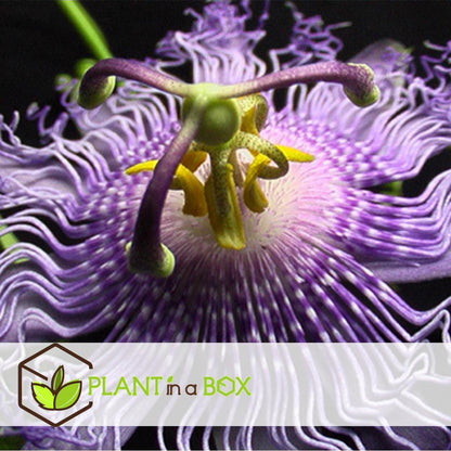  Plant In A Box - Mix Van 3 Passiflora Edulis - Passievrucht - Klimplant - Pot 9cm - Hoogte 25-40cm