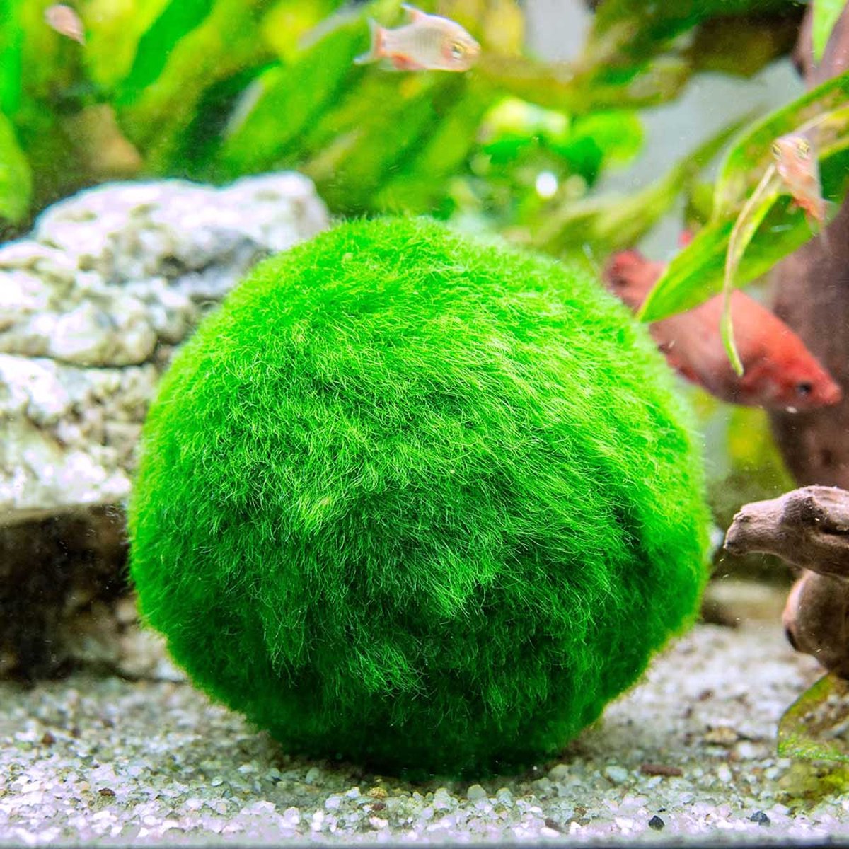  Mosbal Aquarium - Ecoworld Marimo Mini Piramide Met Mosballen - Inclusief Kurk - Mosbol - 3 Stuks - Ecosysteem In Fles - Piramide Glas Ø 16,5 - H 20 Cm