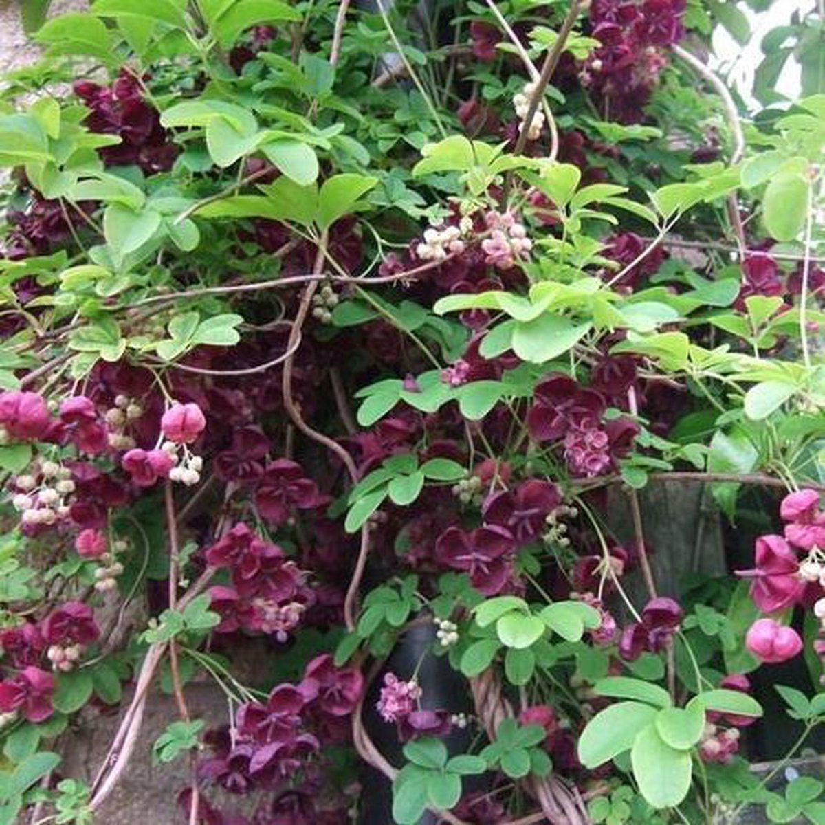  Akebia Quinata - Klimplant | Paars - Meerjarig En Groenblijvende Tuinplanten / Wintergroen - Bijnamen: Schijnaugurk / Klimbes | 1,5 Liter Pot