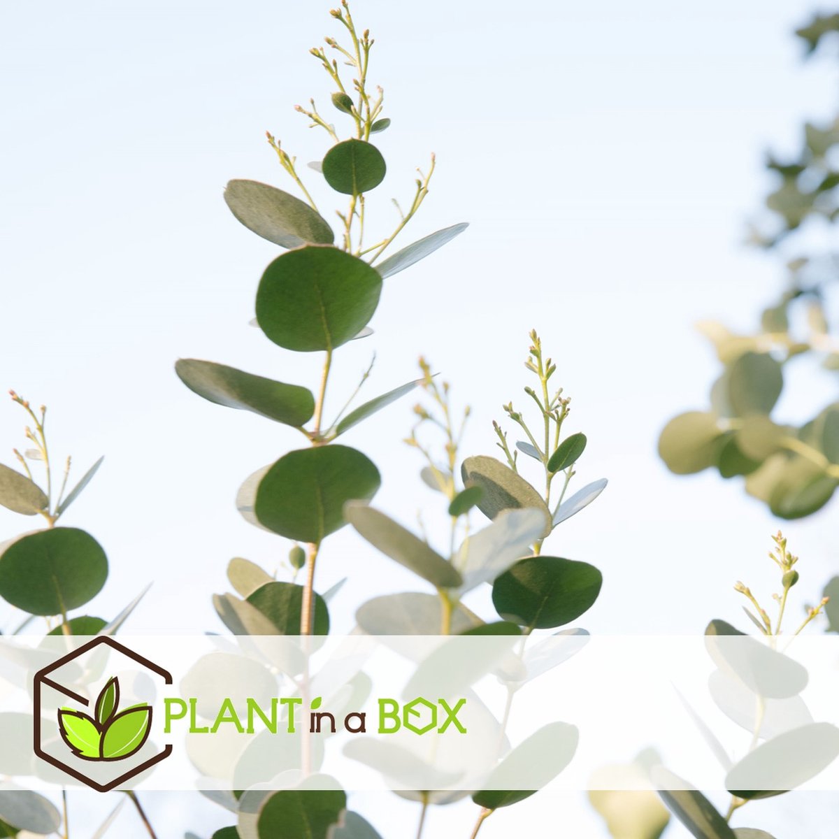  Plant In A Box - Eucalyptus Pulverulenta 'Baby Blue' - Set Van 2 - Pot 13cm - Hoogte 25-40cm