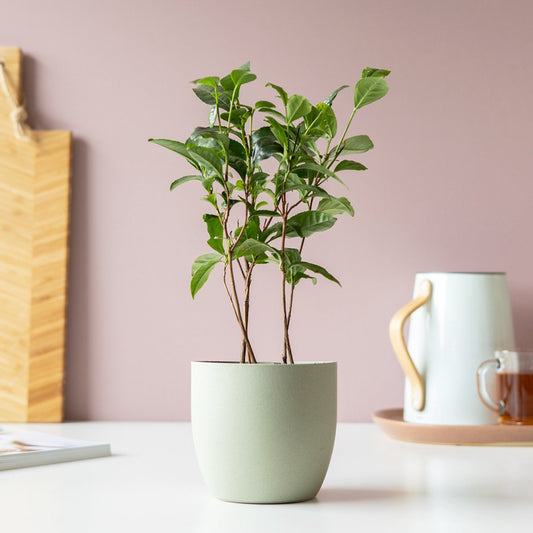 Theeplant | Inclusief Biobased Pot | Kamerplanten | Bloompost