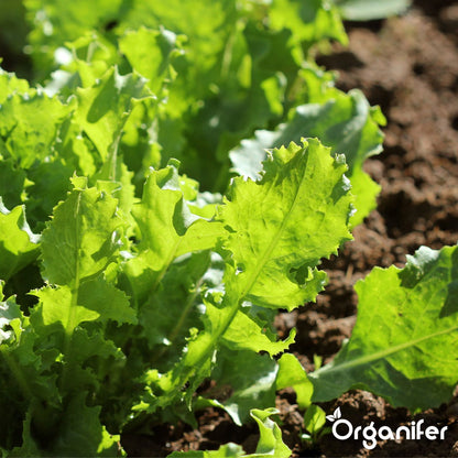  Groentezaden Pakket – 25 Culinaire Soorten - Organifer