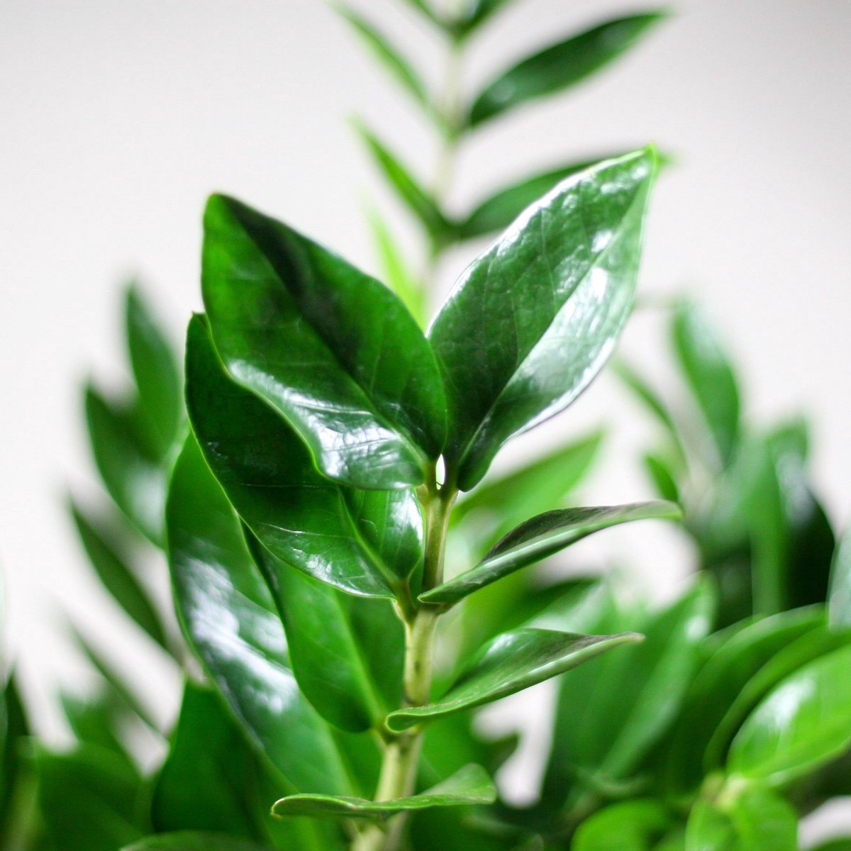  Zamioculcas Zamiifolia | Groene Kamerplant | Palm | Pot 21cm | Hoogte 75 Cm | Geleverd In Kwekerspot