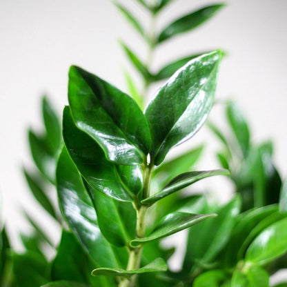  Zamioculcas Zamiifolia | Groene Kamerplant | Palm | Pot 21cm | Hoogte 75 Cm | Geleverd In Kwekerspot