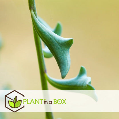  Plant In A Box - Senecio Peregrinus - Set Van 2 Hangplanten - Kamerplant - Dolfijnenplant - Pot 12cm - Hoogte 10-20cm