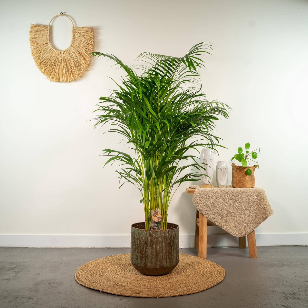  Areca Palm 110 Cm Hoog - 21cm Potmaat - Grote Kamerplant - Dypsis Lutescens