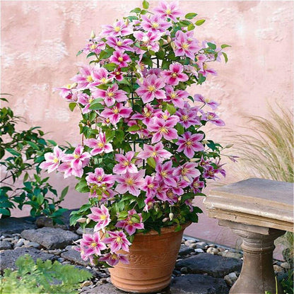  2 X Clematis Piilu - Set Van 2 Klimplanten - Roze, Meerjarig &amp; Winterharde Tuinplanten | 2 X 1,5 Liter Potten