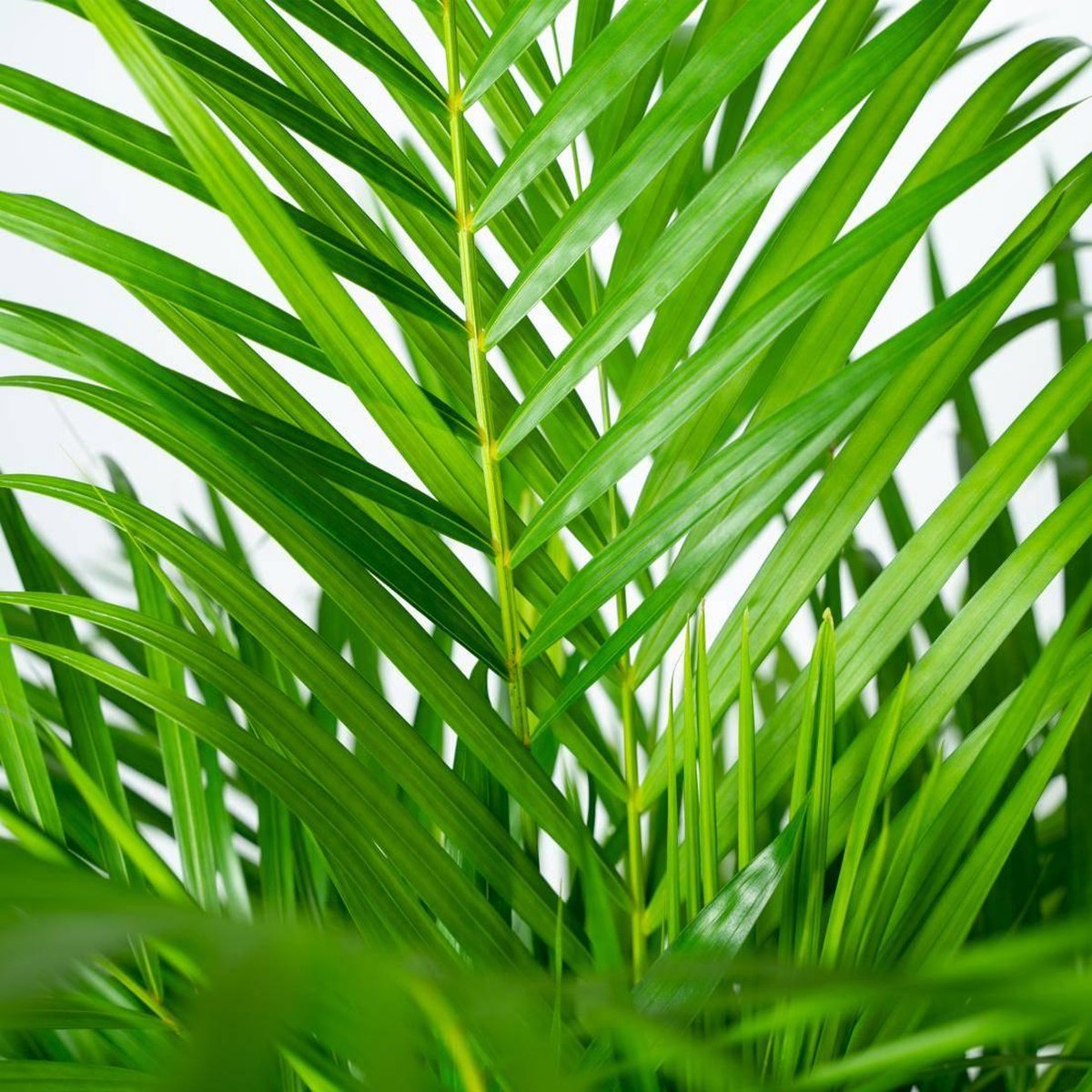  Areca Palm 110 Cm Hoog - 21cm Potmaat - Grote Kamerplant - Dypsis Lutescens
