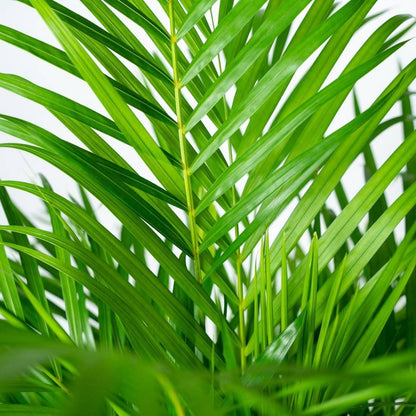  Areca Palm 110 Cm Hoog - 21cm Potmaat - Grote Kamerplant - Dypsis Lutescens