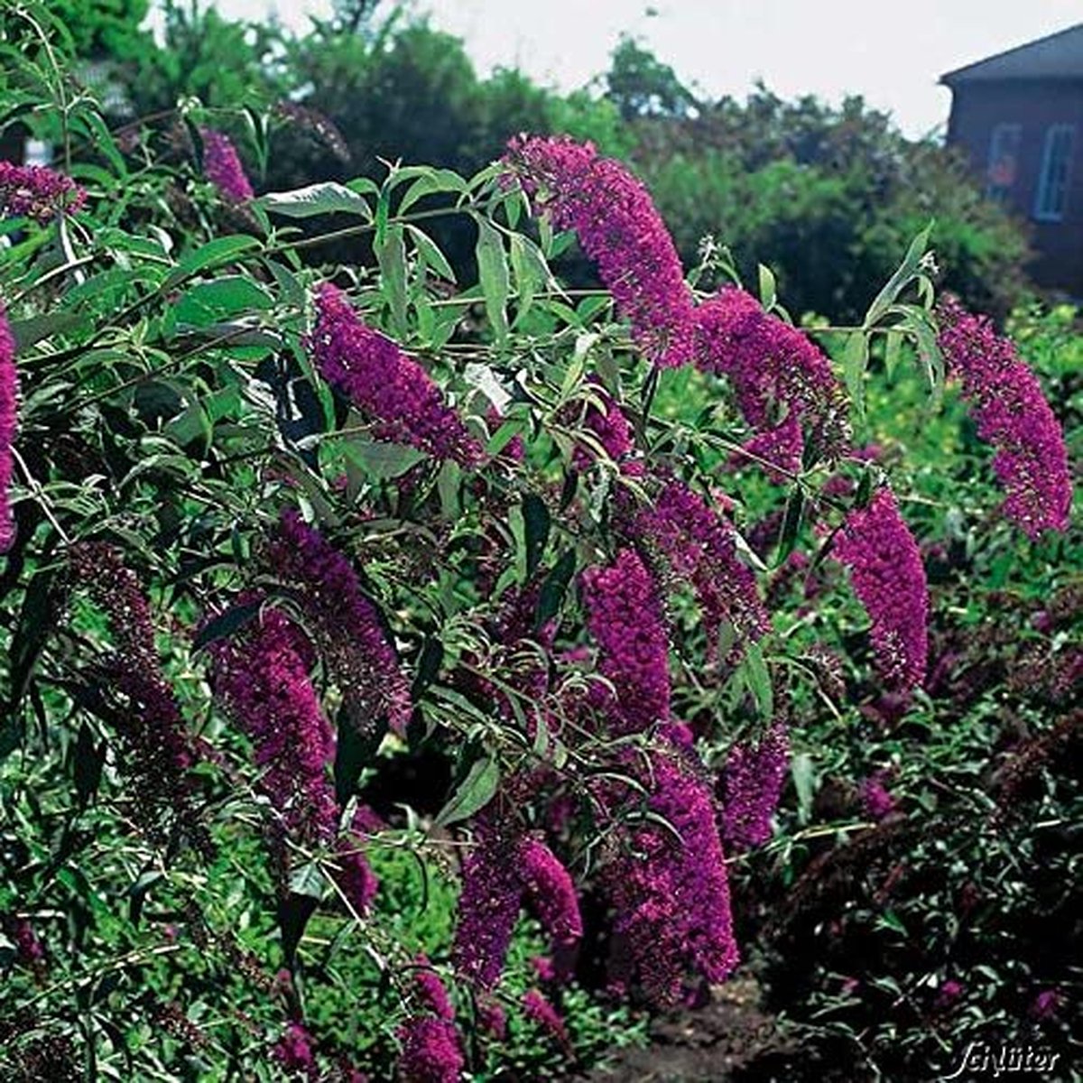  3 X Vlinderstruik Buddleja: Davidii 'Royal Red'/'White Profusion'/'Empire Blue' - Rood/Wit/Blauw, Meerjarig En Winterhard - Set Van 3 Vlinderstruiken / Vlinderplant | 3 X 1.5 Liter Potten - Aantrekkelijk Voor De Vlinder