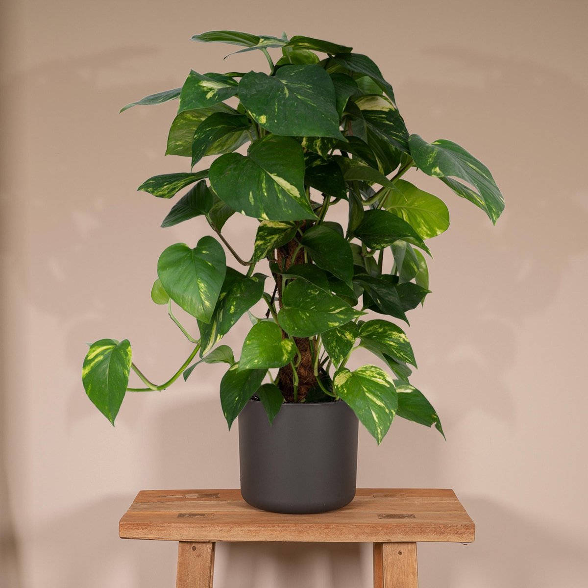  Epipremnum Aureum Mosstok - 60cm