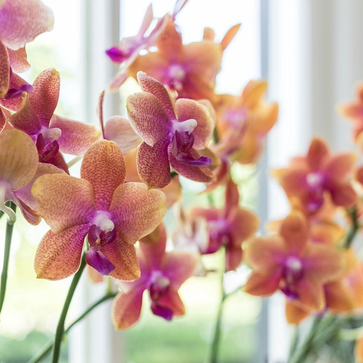  Kolibri Orchids | Oranje Geurende Phalaenopsis Orchidee - Fragrance Orange - Potmaat Ø12cm | Bloeiende Kamerplant - Vers Van De Kweker