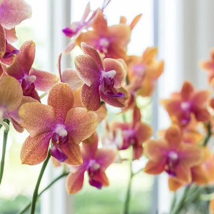  Kolibri Orchids | Oranje Geurende Phalaenopsis Orchidee - Fragrance Orange - Potmaat Ø12cm | Bloeiende Kamerplant - Vers Van De Kweker