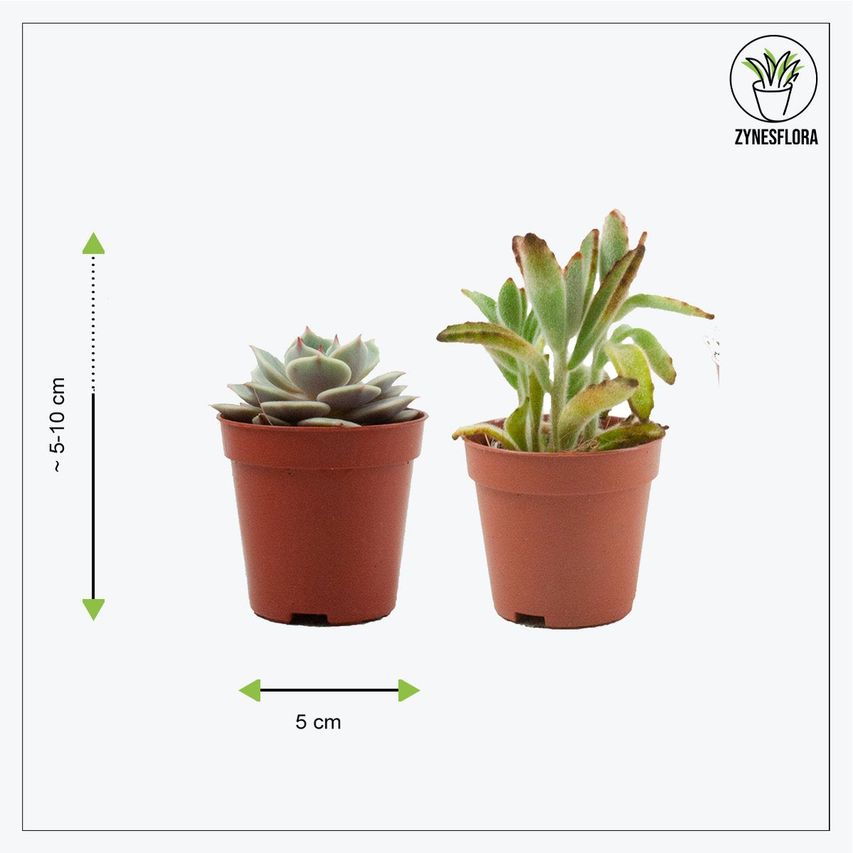  ZynesFlora - Mini Succulenten Mix - 12 Stuks - Ø 5,5 Cm - Hoogte: 5-10 Cm - Vetplant - Kamerplant