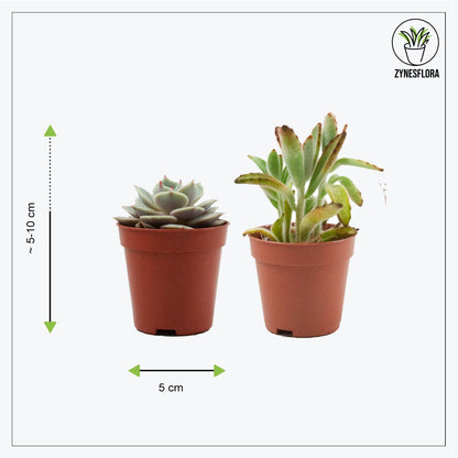  ZynesFlora - Mini Succulenten Mix - 12 Stuks - Ø 5,5 Cm - Hoogte: 5-10 Cm - Vetplant - Kamerplant