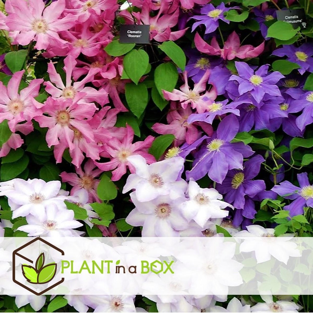  Plant In A Box - Mix Van 3 Clematis - Clematis Hybrid 'Mme Le Coultre', 'Hagley Hybrid', 'Polish Spirit' - Pot 9cm - Hoogte 25-40cm