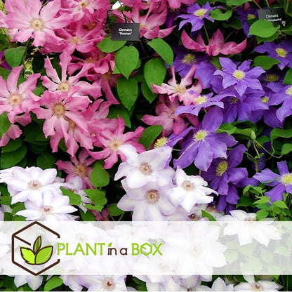  Plant In A Box - Mix Van 3 Clematis - Clematis Hybrid 'Mme Le Coultre', 'Hagley Hybrid', 'Polish Spirit' - Pot 9cm - Hoogte 25-40cm