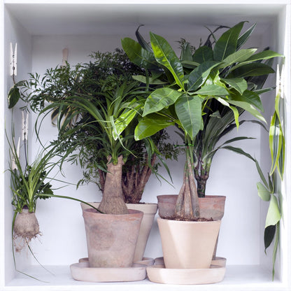  Polyscias 'Fabian Per Stuk | Sterke Tropische Kamerplant In Kwekers Pot ⌀12 Cm - ↕40 Cm