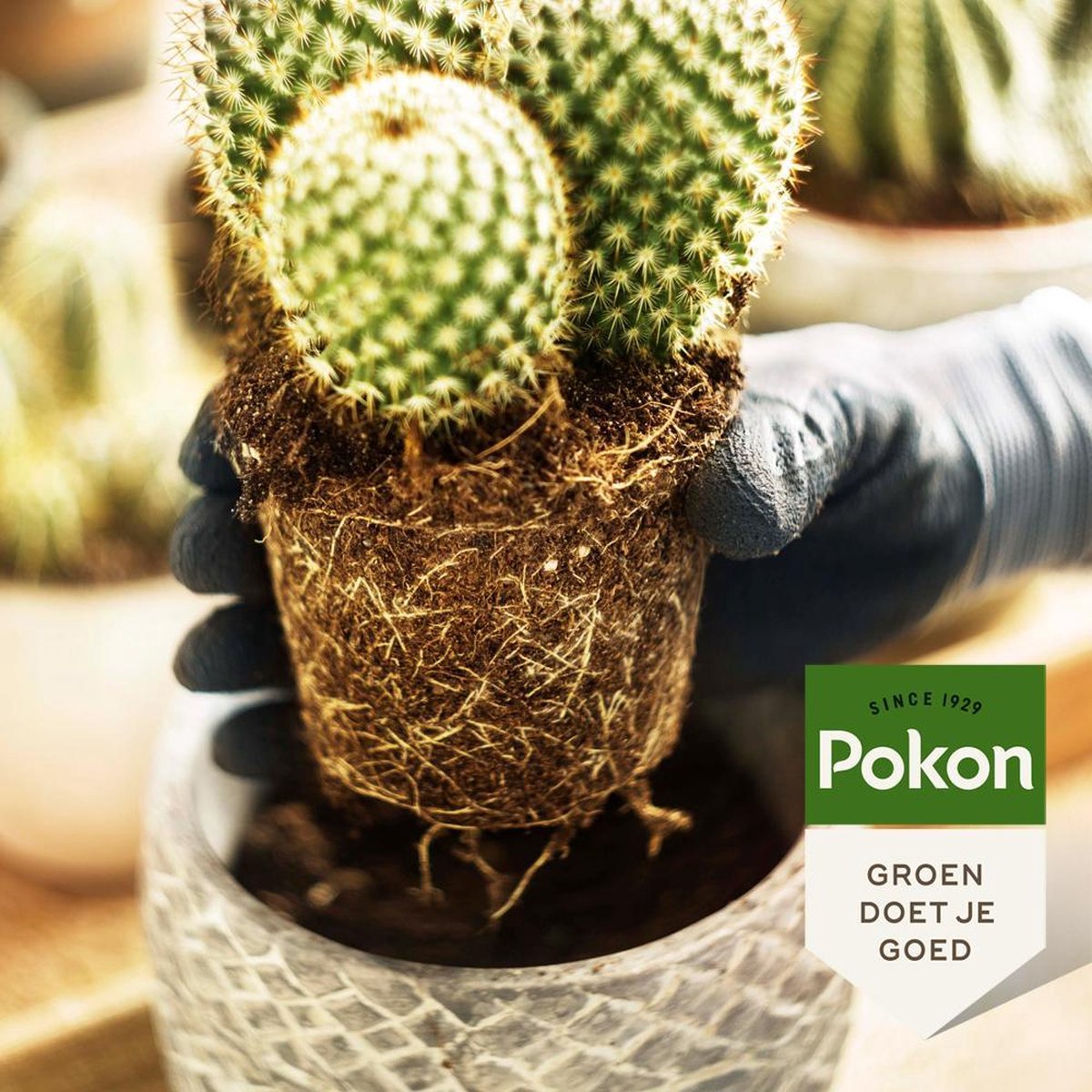  Pokon Cactus Potgrond - 5l - Potgrond (Cactus) - 60 Dagen Voeding
