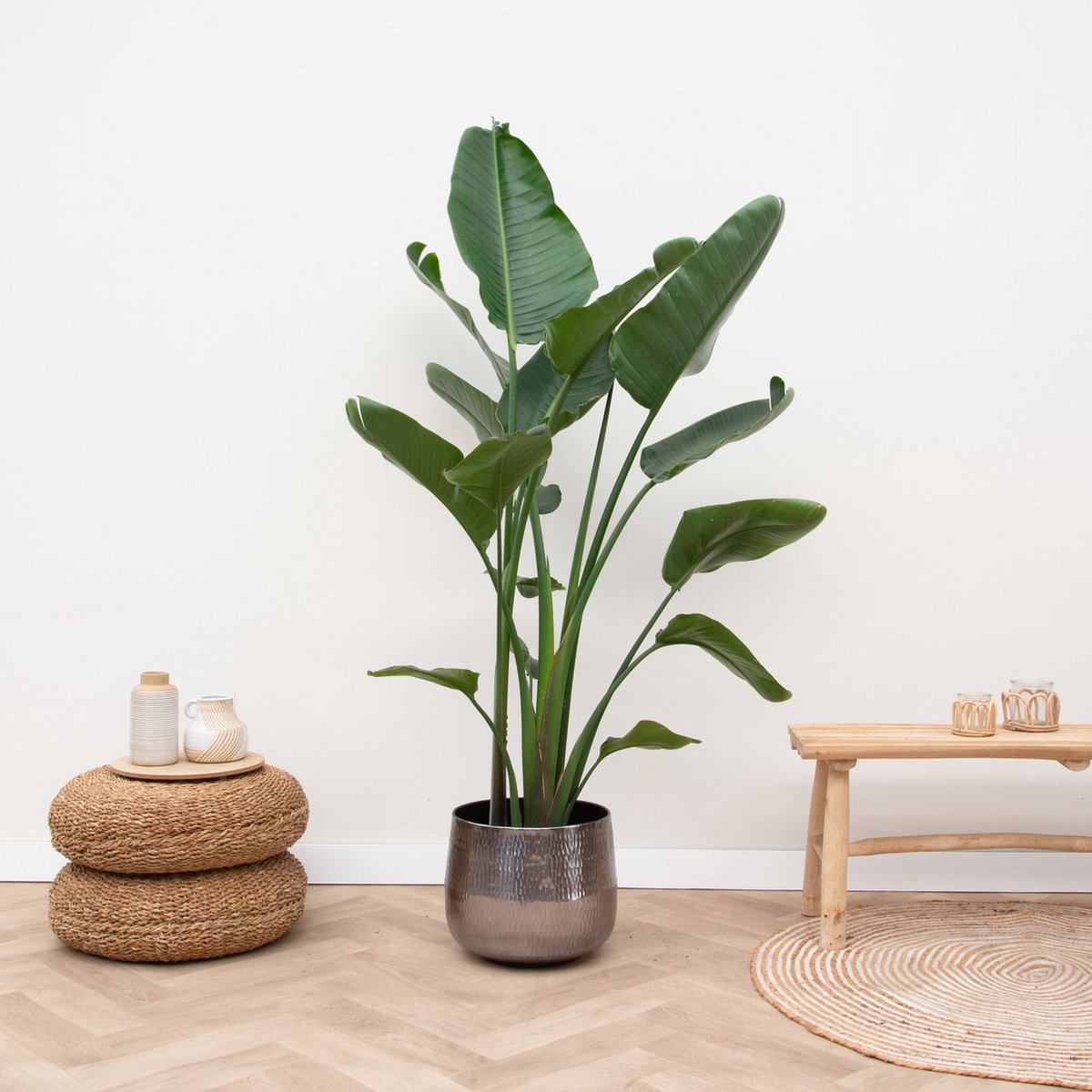  Strelitzia Nicolai - 180cm