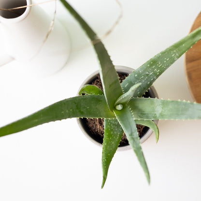  Aloe Vera Plant | Inclusief Biobased Pot | Kamerplanten | Bloompost