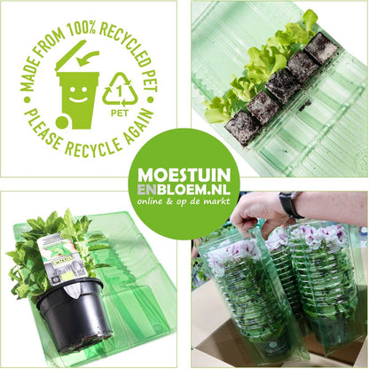  AANBIEDING - 1 Volle Veilingtray (12 Stuks) - Kleinbloemige Viooltjes (Viola Cornuta) - Violen Kleuren Mix - Potmaat 9 Cm - Zéér Winterhard - Bodembedekker - Terrasplant