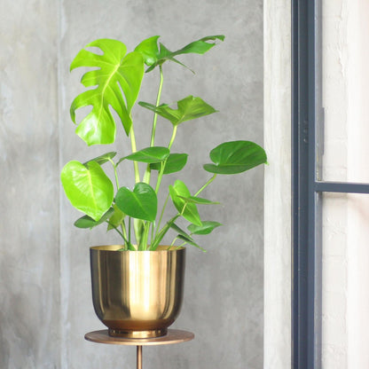  Monstera Deliciosa | Kamerplant | Groene Plant | Gatenplant | Potmaat 17cm | Hoogte 50cm | Geleverd In Kwekerspot